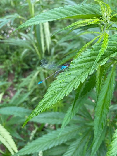 Libelle auf Hanfblatt - Biodiversität im Hanffeld