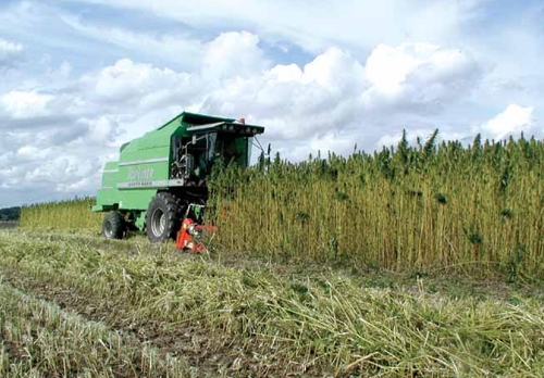 Hanfernte - Hemp harvesting