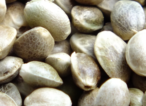 BAFA Hanfsamen - Hemp seeds